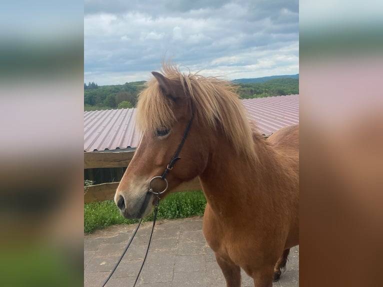 Icelandic Horse Mare 10 years 13,1 hh Chestnut-Red in Nettersheim