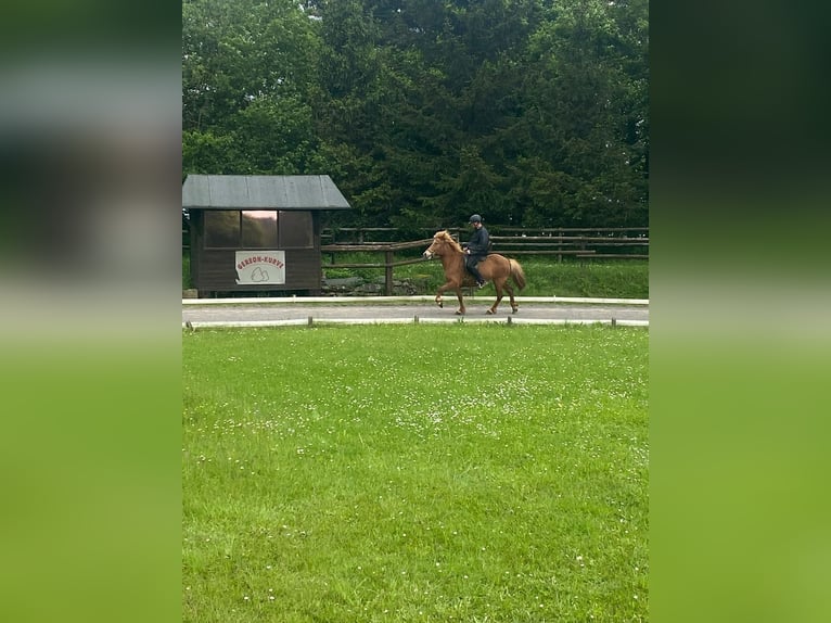 Icelandic Horse Mare 10 years 13,1 hh Chestnut-Red in Nettersheim