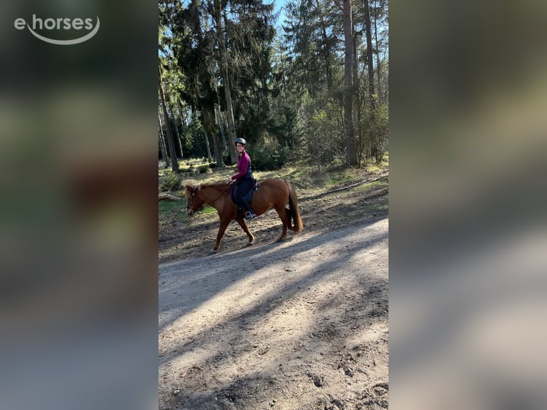 Icelandic Horse Mare 10 years 13.1 hh Chestnut-Red in Marxen