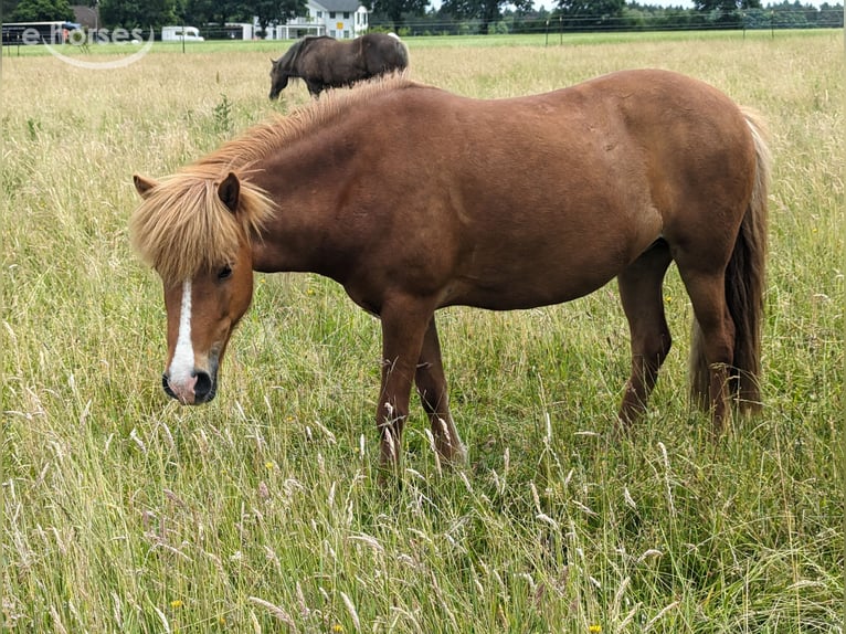 Icelandic Horse Mare 10 years 13.1 hh Chestnut-Red in Marxen