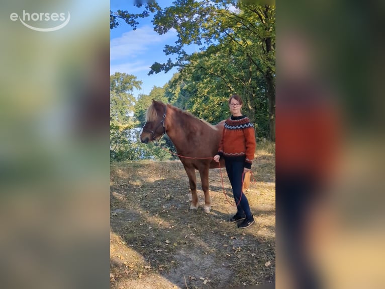 Icelandic Horse Mare 10 years 13.1 hh Chestnut-Red in Marxen