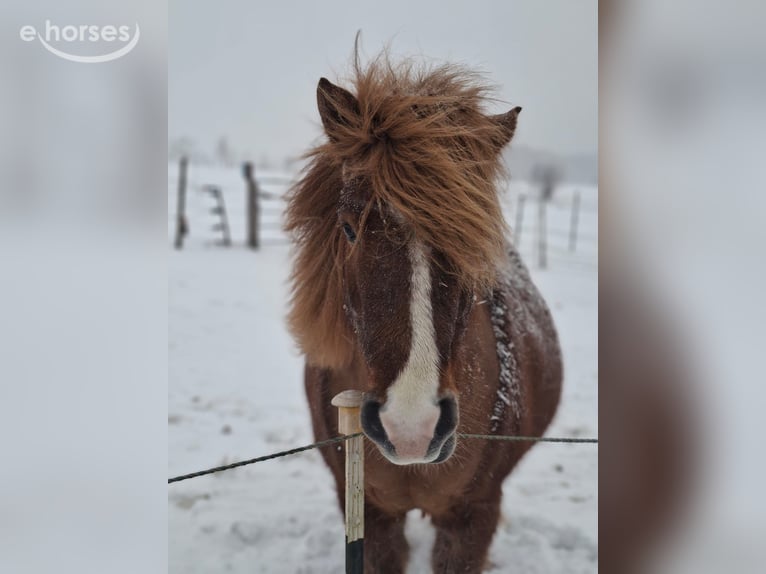 Icelandic Horse Mare 10 years 13.1 hh Chestnut-Red in Marxen