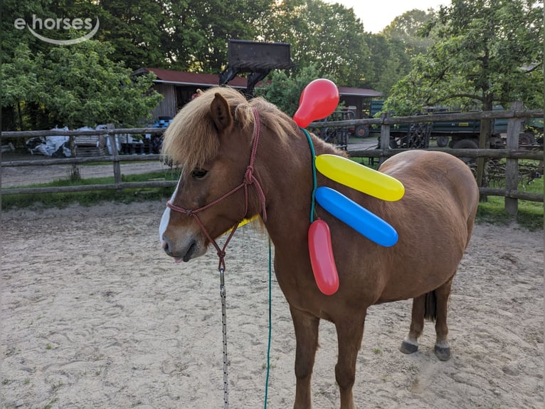 Icelandic Horse Mare 10 years 13.1 hh Chestnut-Red in Marxen
