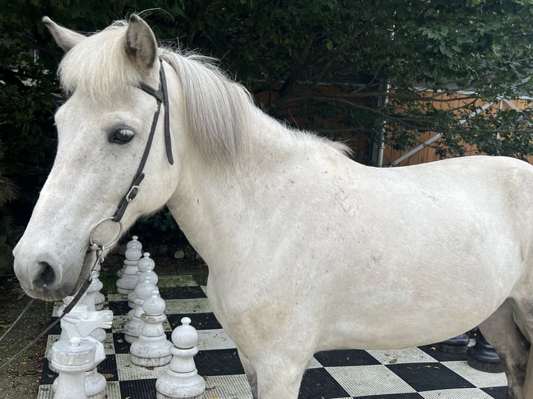 Icelandic Horse Mare 10 years 13,1 hh Gray in Lochen am See