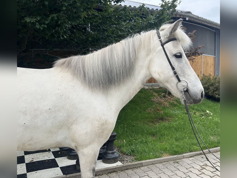 Icelandic Horse Mare 10 years 13,1 hh Gray in Lochen am See