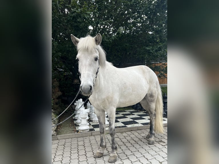 Icelandic Horse Mare 10 years 13,1 hh Gray in Lochen am See