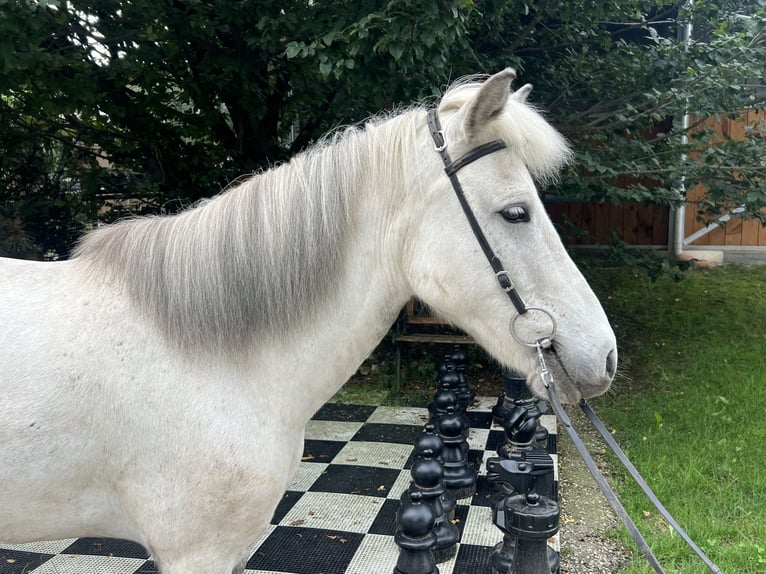 Icelandic Horse Mare 10 years 13,1 hh Gray in Lochen am See