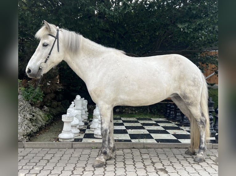 Icelandic Horse Mare 10 years 13,1 hh Gray in Lochen am See