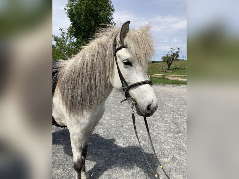 Icelandic Horse Mare 10 years 13.1 hh Grey in Wiesloch