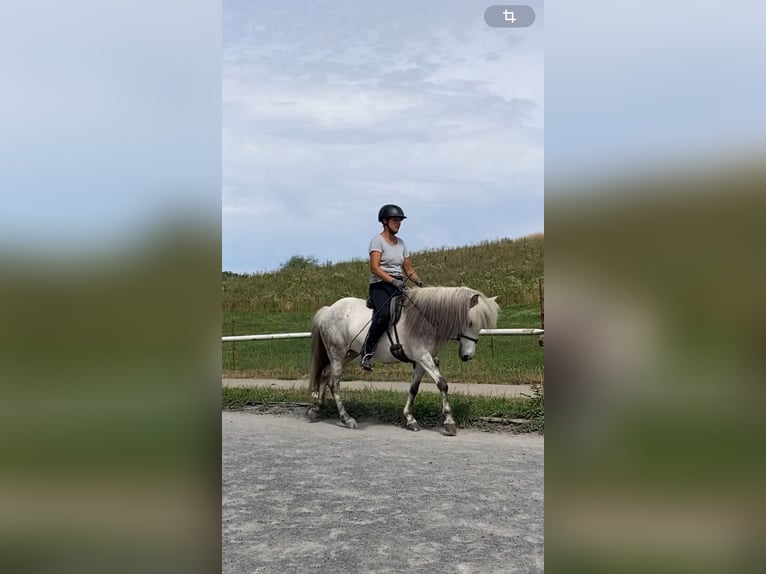 Icelandic Horse Mare 10 years 13.1 hh Grey in Wiesloch