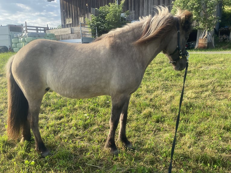 Icelandic Horse Mare 10 years 13.1 hh  in Dietfurt