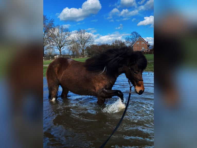 Icelandic Horse Mare 10 years 13,1 hh Pinto in Münster