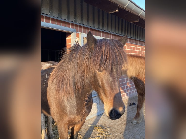 Icelandic Horse Mare 10 years 13,1 hh Pinto in Münster