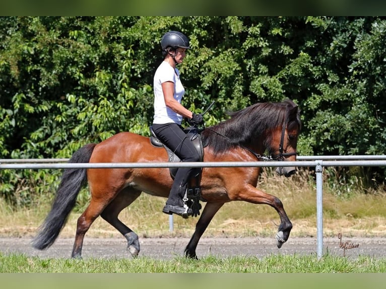 Icelandic Horse Mare 10 years 13,2 hh Bay in Schechen