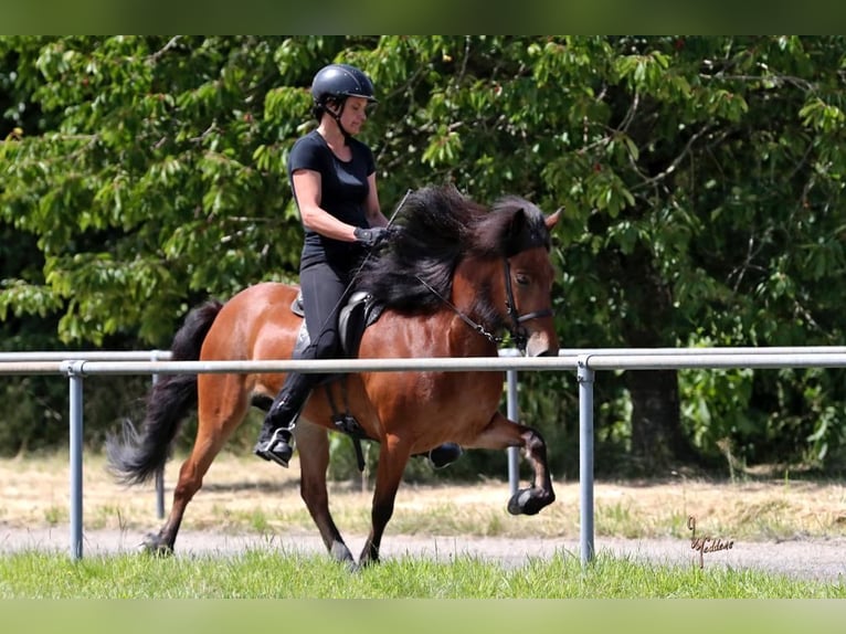 Icelandic Horse Mare 10 years 13,2 hh Bay in Schechen