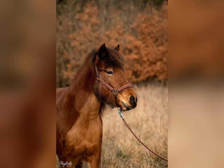 Icelandic Horse Mare 10 years 13,2 hh Bay in Rosenbergrosenberg