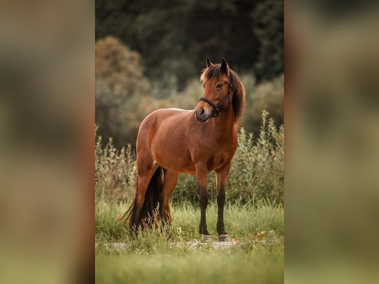 Icelandic Horse Mare 10 years 13,2 hh Bay in Rosenbergrosenberg