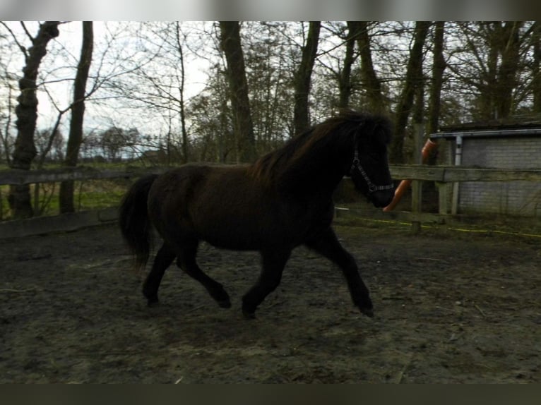 Icelandic Horse Mare 10 years 13,2 hh Black in Ihlienworth