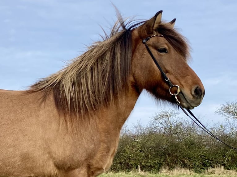 Icelandic Horse Mare 10 years 13.2 hh Dun in Hohenfelde