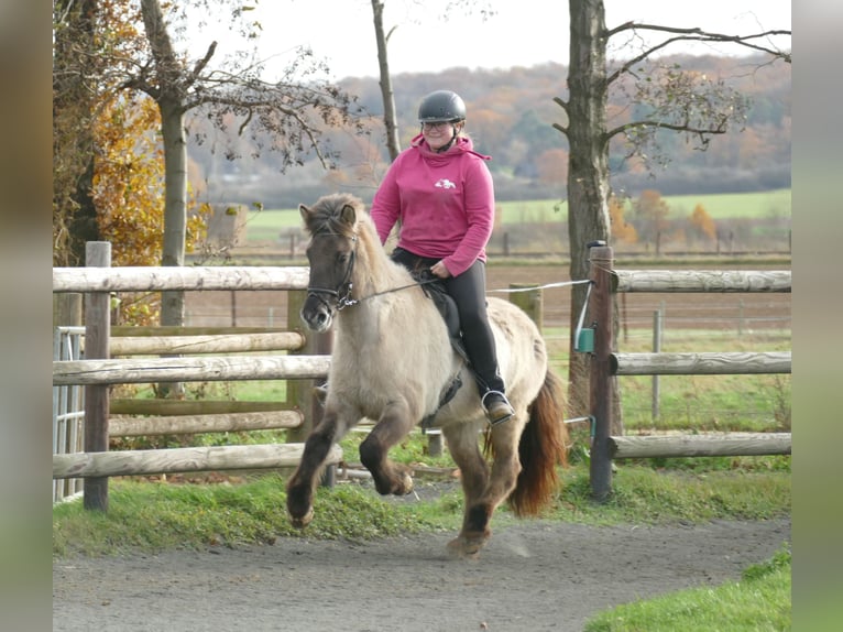 Icelandic Horse Mare 10 years 13,2 hh Dun in Euskirchen