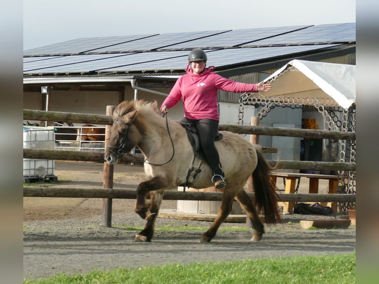 Icelandic Horse Mare 10 years 13,2 hh Dun in Euskirchen