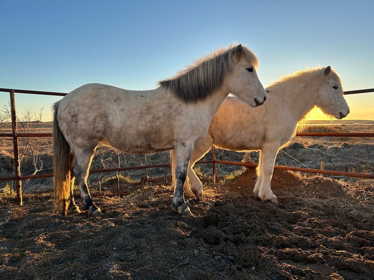 Icelandic Horse Mare 10 years 13,2 hh Gray in selfoss