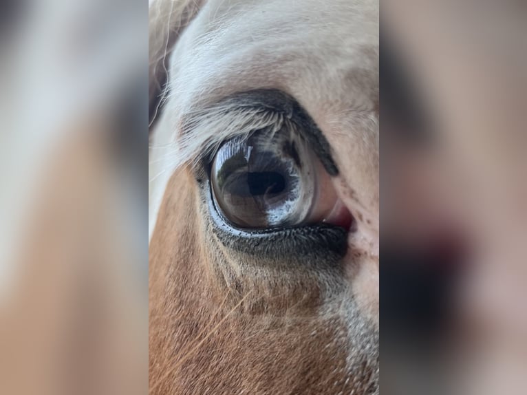 Icelandic Horse Mare 10 years 13.2 hh Pinto in Rühen