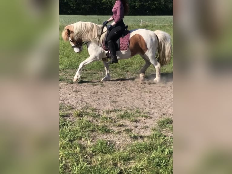 Icelandic Horse Mare 10 years 13.2 hh Pinto in Rühen