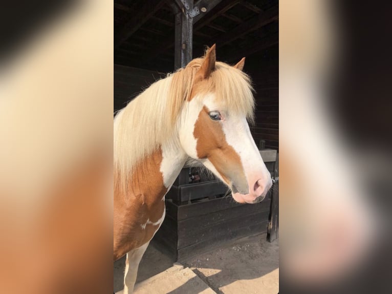 Icelandic Horse Mare 10 years 13.2 hh Pinto in Rühen