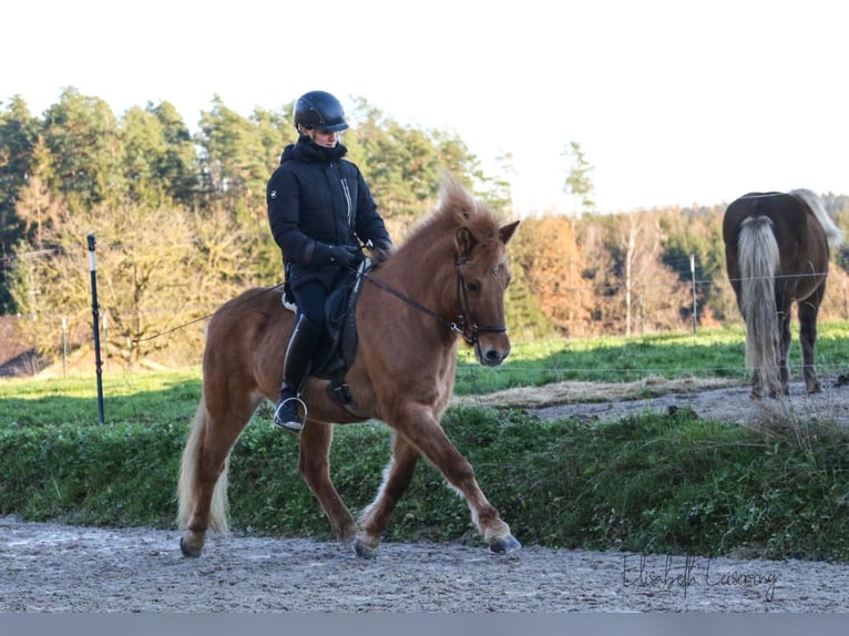 Icelandic Horse Mare 10 years 13,2 hh Red Dun in Tann