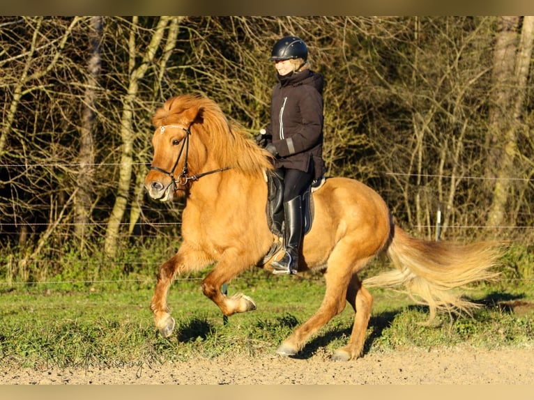 Icelandic Horse Mare 10 years 13,2 hh Red Dun in Tann