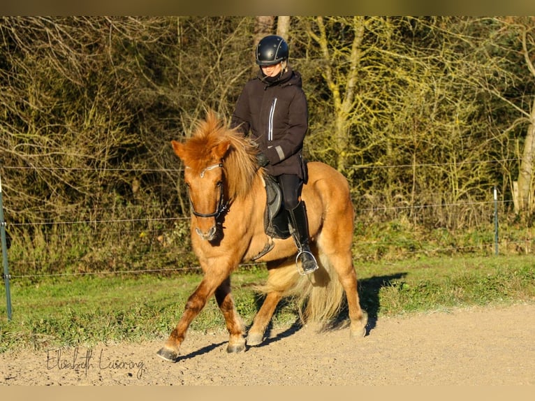 Icelandic Horse Mare 10 years 13,2 hh Red Dun in Tann