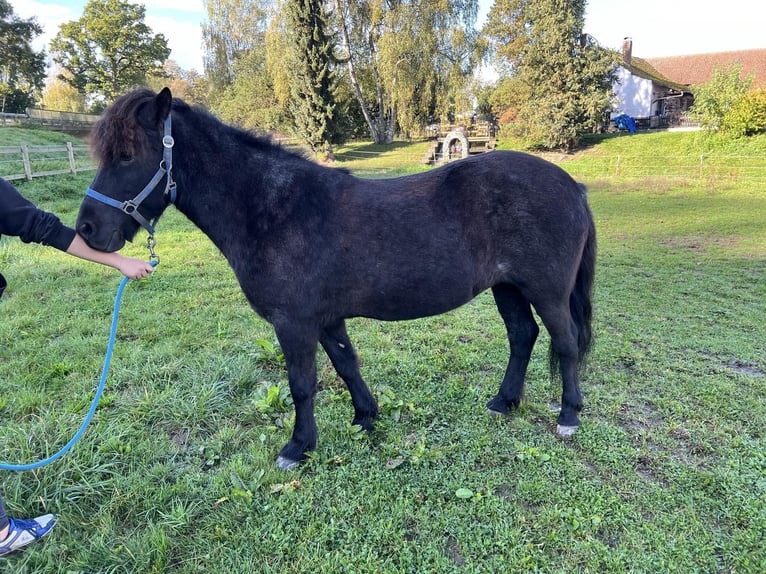 Icelandic Horse Mare 10 years 13,2 hh Roan-Blue in Bad Abbach