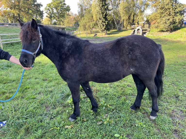 Icelandic Horse Mare 10 years 13,2 hh Roan-Blue in Bad Abbach