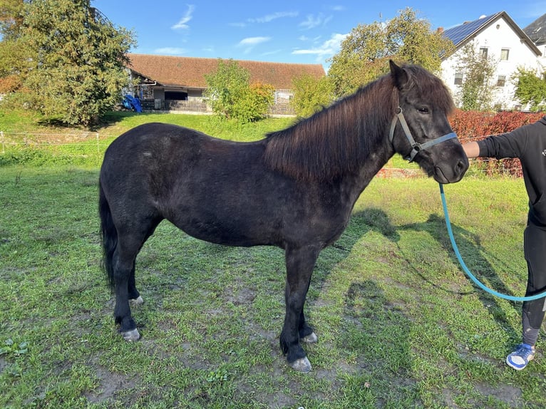 Icelandic Horse Mare 10 years 13,2 hh Roan-Blue in Bad Abbach