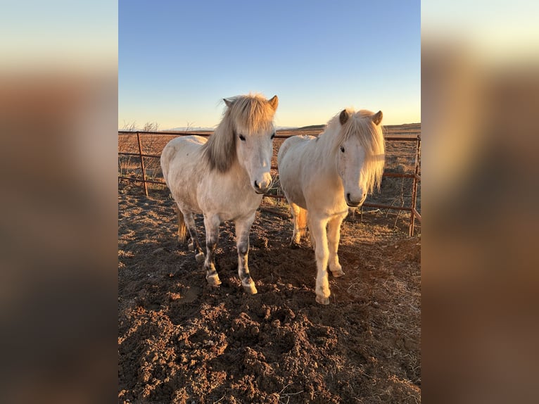 Icelandic Horse Mare 10 years 13.2 hh White in Selfoss
