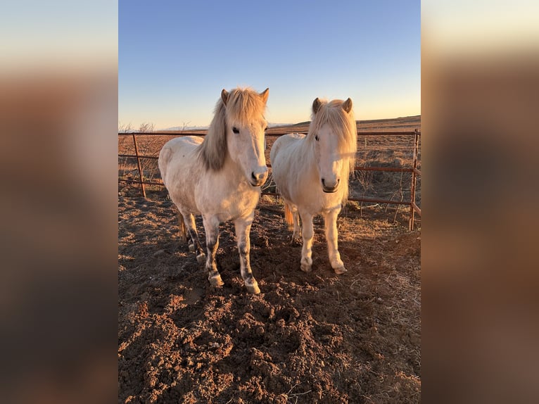 Icelandic Horse Mare 10 years 13.2 hh White in Selfoss