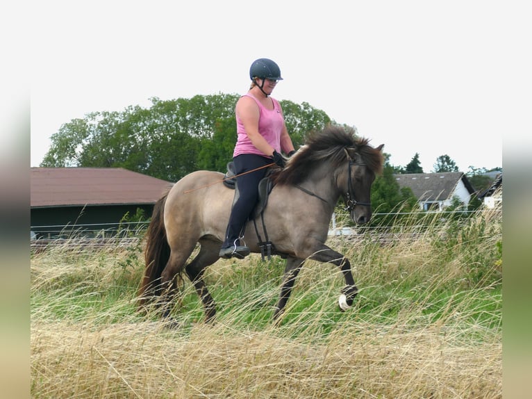 Icelandic Horse Mare 10 years 13,3 hh Dun in Euskirchen