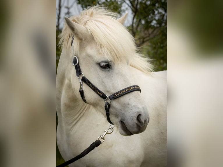 Icelandic Horse Mare 10 years 13.3 hh Grey in Hvolsvöllur