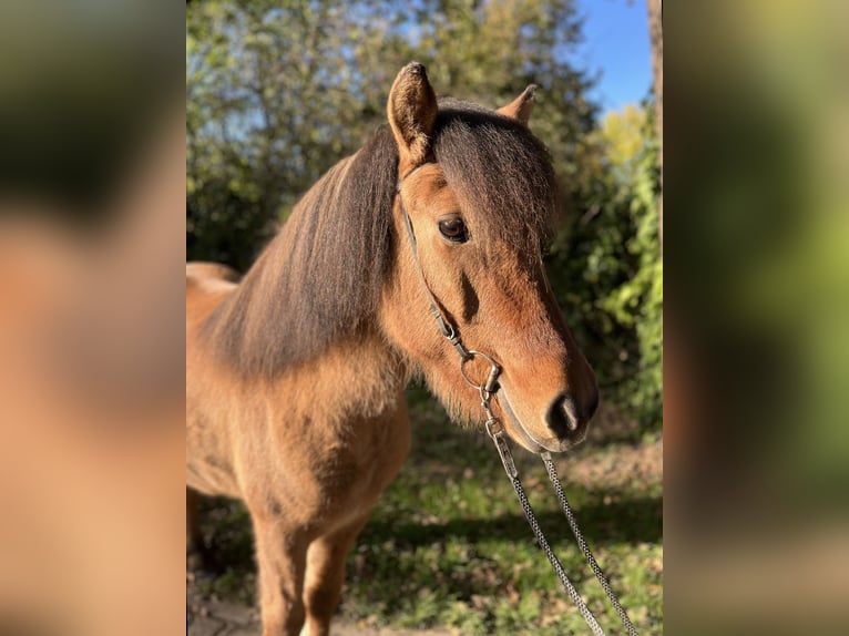 Icelandic Horse Mare 10 years 13,3 hh in L&#xFC;dersburg