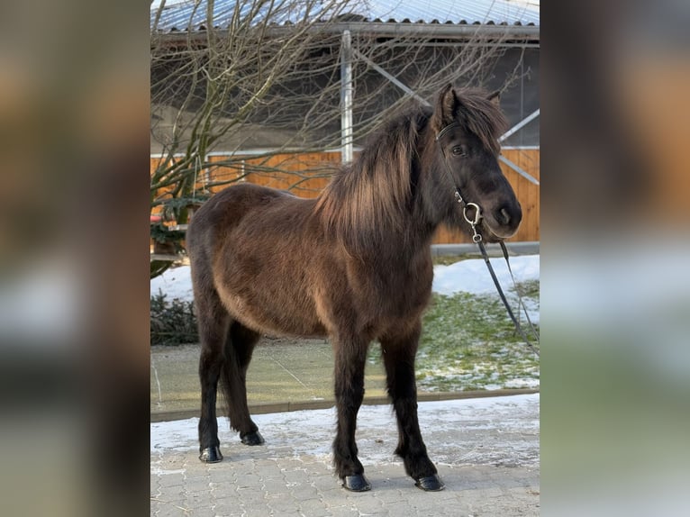 Icelandic Horse Mare 10 years 13 hh Black in Lochen am See