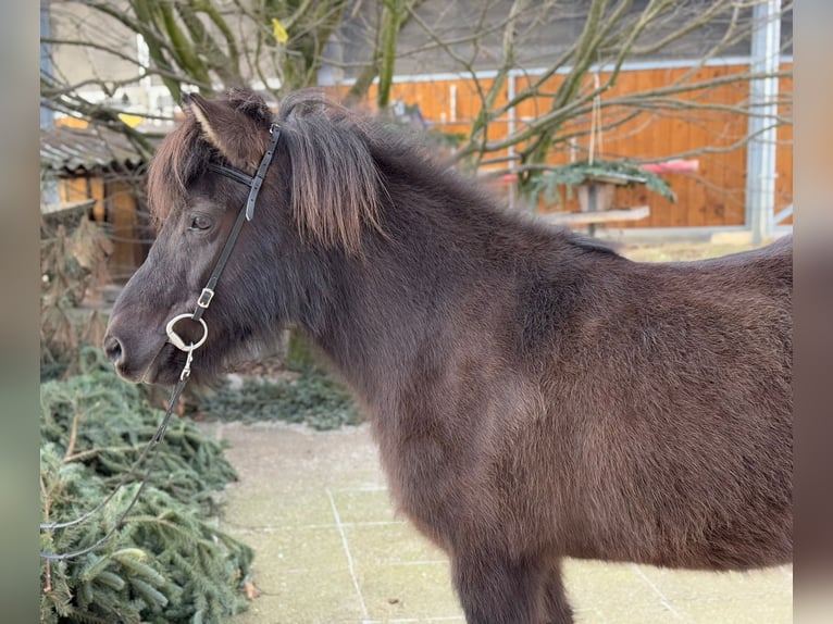 Icelandic Horse Mare 10 years 13 hh Black in Lochen am See