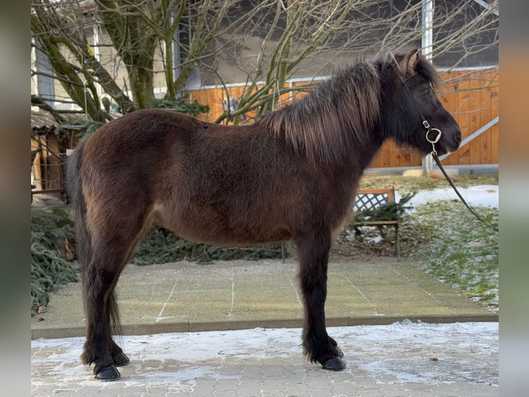 Icelandic Horse Mare 10 years 13 hh Black in Lochen am See