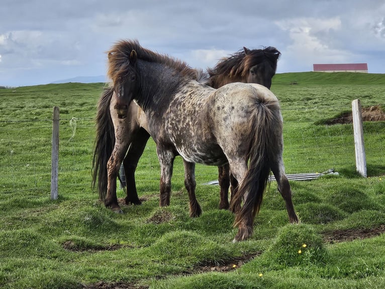 Icelandic Horse Mare 10 years 13,1 hh Black in Hella