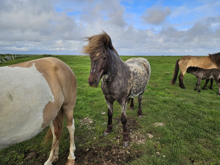 Icelandic Horse Mare 10 years 13,1 hh Black in Hella