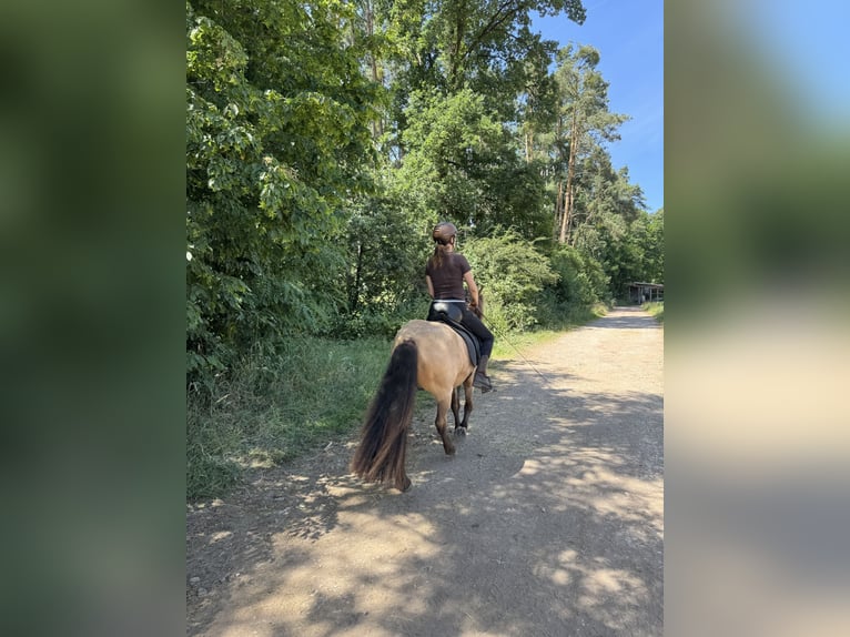 Icelandic Horse Mare 10 years 13,1 hh Dun in Langenzenn