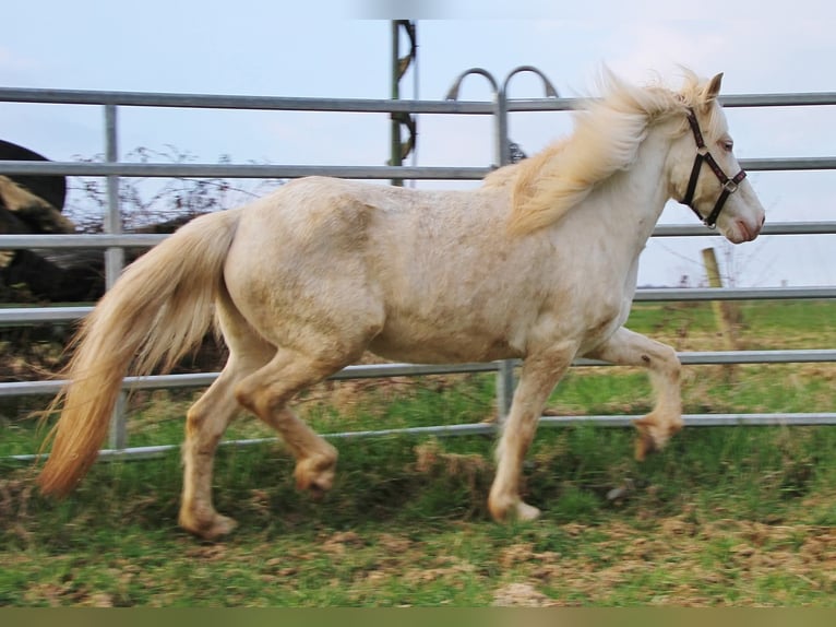 Icelandic Horse Mare 10 years 13,1 hh Perlino in Saarland