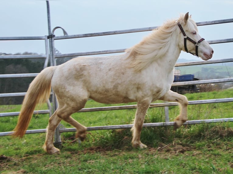 Icelandic Horse Mare 10 years 13,1 hh Perlino in Saarland