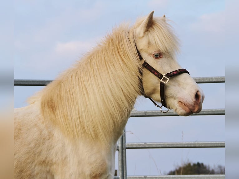 Icelandic Horse Mare 10 years 13,1 hh Perlino in Saarland