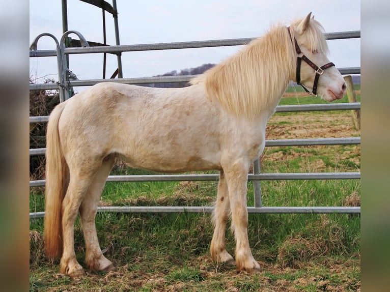 Icelandic Horse Mare 10 years 13,1 hh Perlino in Saarland
